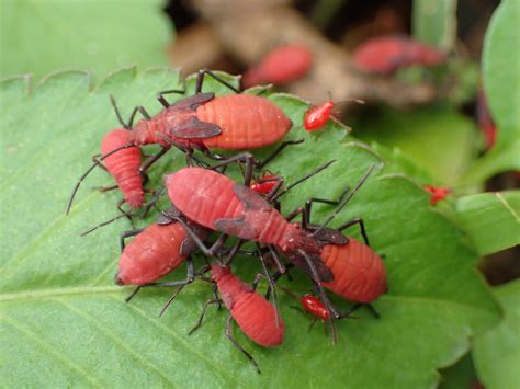 zoology - Species identification; clusters of big plump red bugs in ...