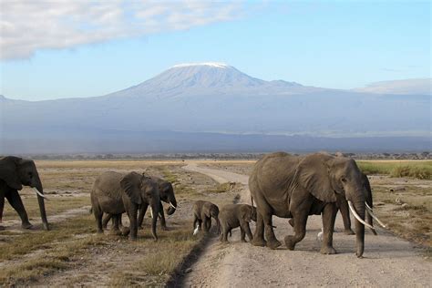 What Is Happening To Amboseli National Park - Disaster!! | Safari Travel Plus