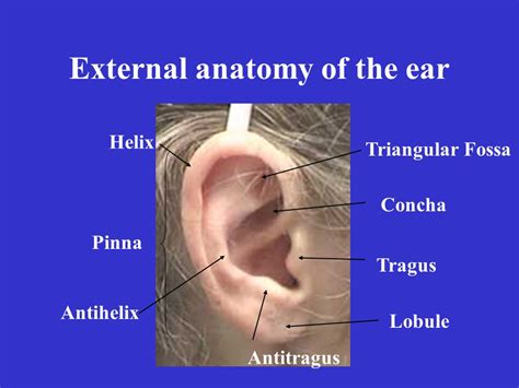 Ear Anatomy Pinna Tragus / Anatomy Of Ear Surgicomed Com