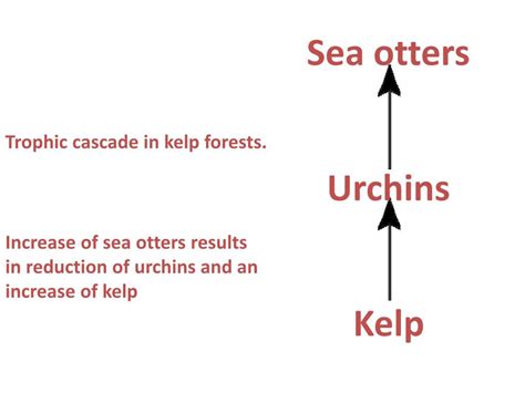 PPT - Kelp Forest Ecosystem and Trophic Cascades PowerPoint ...