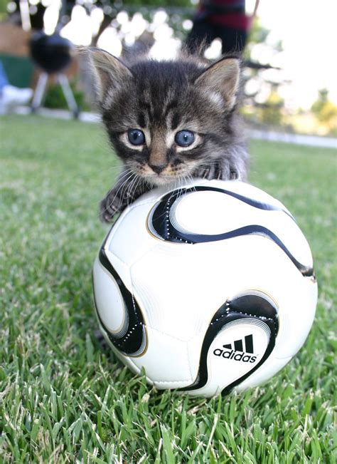 Cat having a Ball | Cat having a Ball | Nicholas Lopez | Flickr