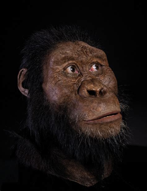 A 3.8-million-year-old fossil from Ethiopia reveals the face of Lucy's ...