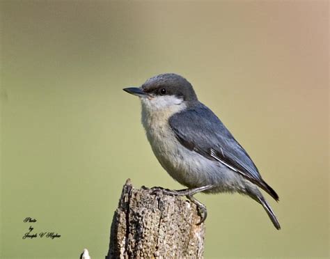 Pygmy Nuthatch - BirdForum Opus | BirdForum