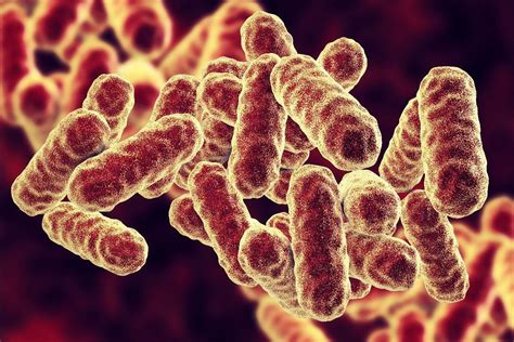 Serratia marcescens: qué es, características, patologías y síntomas