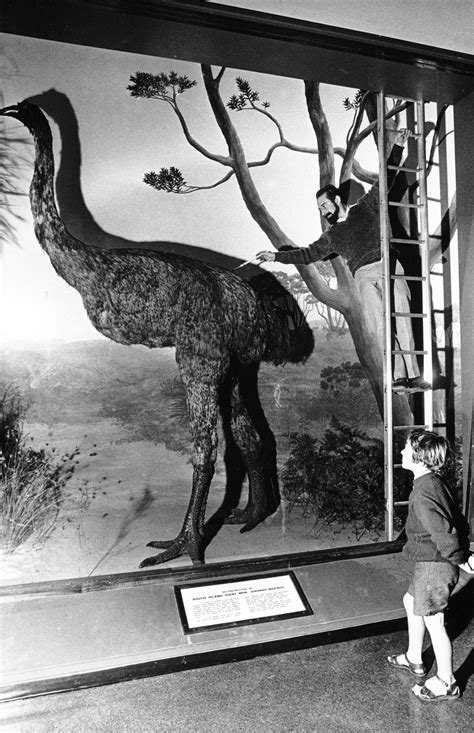 Auckland Museum, Giant Moa, exhibitions, displays, 1960s, #moa #extinct #taxidermy Copyright ...