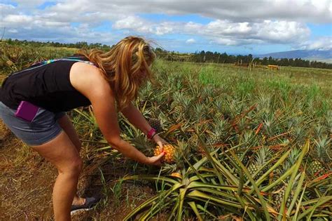 Maui Pineapple Farm Tour | ubicaciondepersonas.cdmx.gob.mx