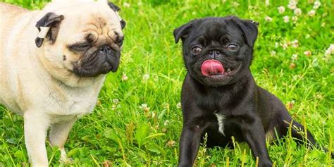 14 Interesting Facts About Pugs You May Not Know About