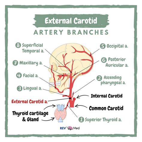 External Carotid Artery Branches & Mnemonic! - MEDizzy