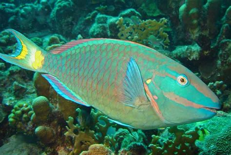 Stoplight Parrotfish - Facts | Care | Eat | Color Change | Predators ...