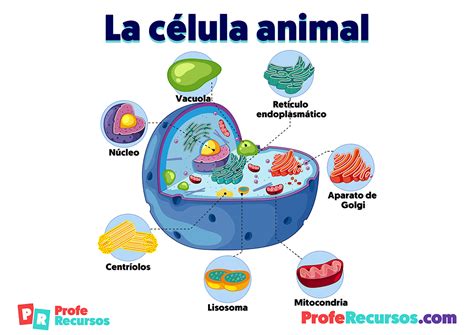 Partes de la celula animal