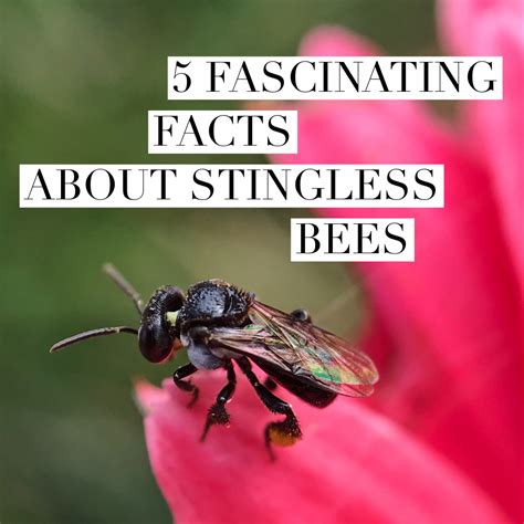 5 FASCINATING FACTS ABOUT STINGLESS BEES - Beekeeping Like A Girl