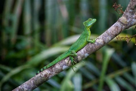 Green Basilisk – Facts, Size, Lifespan, Habitat, and Pictures