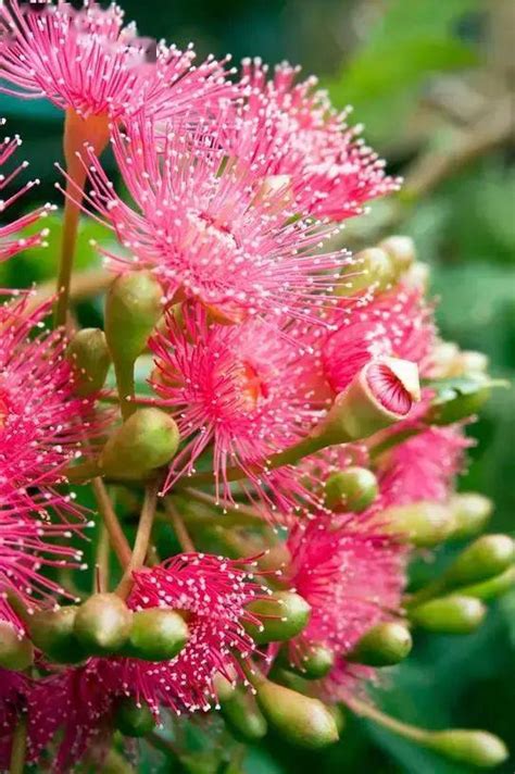 蓝桉的花,花语,意思_大山谷图库