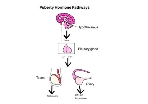 Cerebral Palsy & Puberty | Cerebral Palsy Research Network