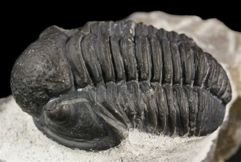 1.15" Gerastos Trilobite Fossil - Morocco (#52109) For Sale - FossilEra.com