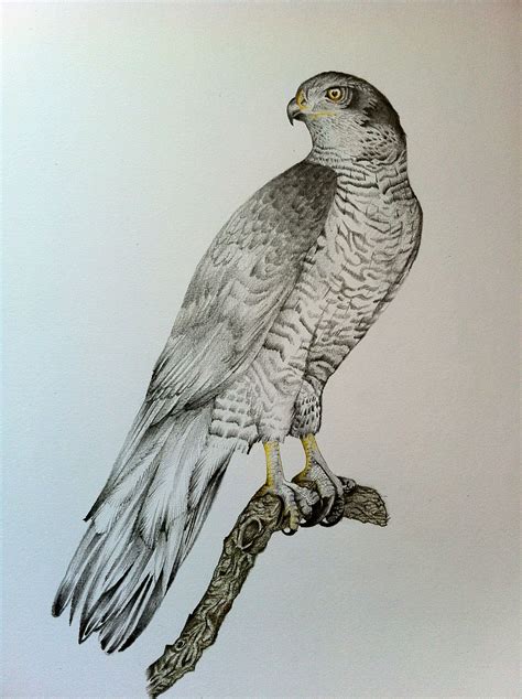 Bird Drawing, Pencil, Sketch, Colorful, Realistic Art Images | Drawing Skill