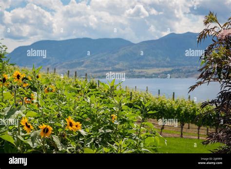 Sunflowers with a View of Vineyards and Okanagan Lake in in British ...