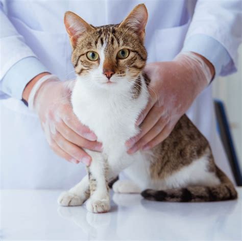 Pet Sick & Emergency Care | Fraserview Veterinary Hospital