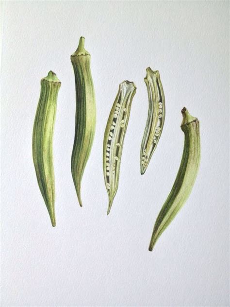 Botanical painting watercolour okra | Botanical illustration vintage, Botanical illustration ...