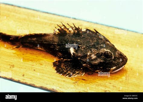 Great sculpin fish picture Stock Photo - Alamy