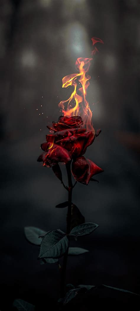 The rose is burning, fantasy, face, rose, eye, HD wallpaper | Peakpx