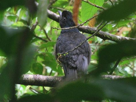 Umbrella Bird | The Life of Animals