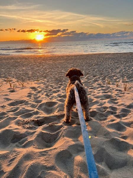 Dog Friendly Activities on Hatteras Island - Hatteras Island Vacation ...