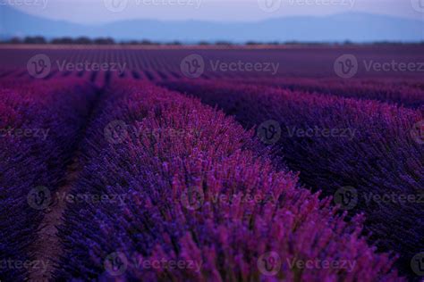 colorful sunset at lavender field 10372964 Stock Photo at Vecteezy