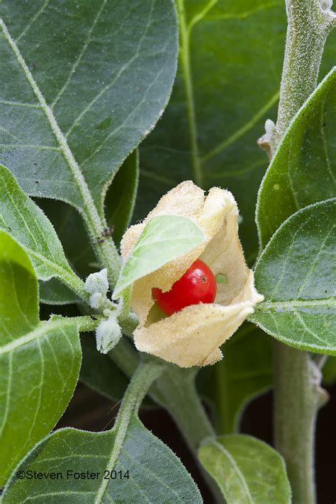 Ashwagandha, Withania somnifera - American Botanical Council