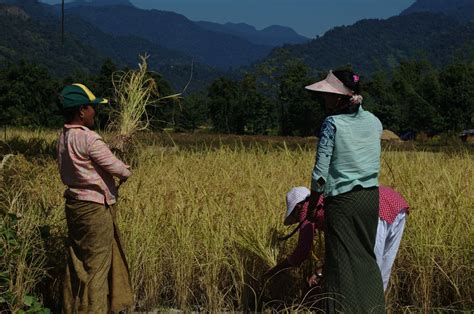 Paddy Harvesting | Mandala Collections - Images