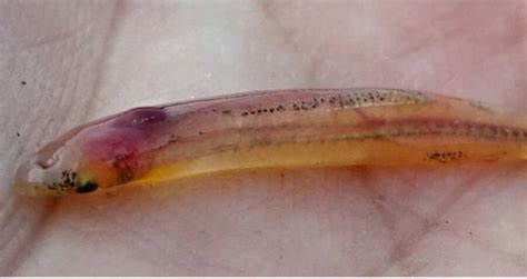 Candiru: The Amazonian Fish That Can Swim Up Your Urethra