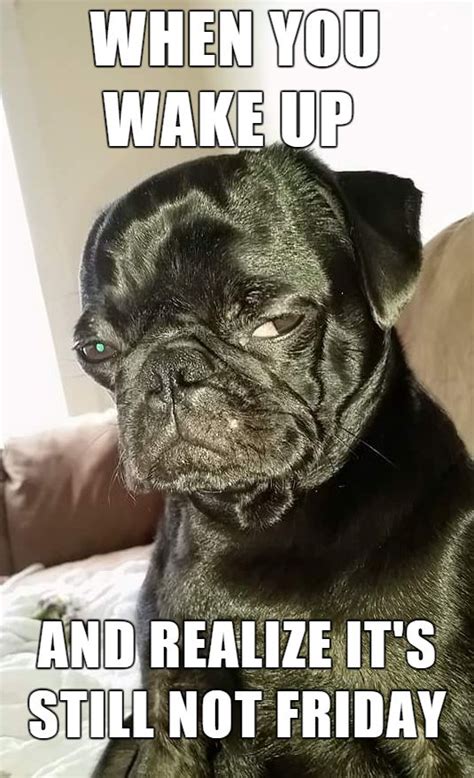 Funny, angry pug dog wants it to be Friday. | Pugs | Pinterest | Wake up, Haha and Comment