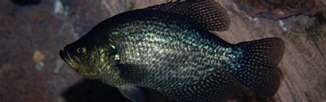 Black Crappie - Georgia Aquarium