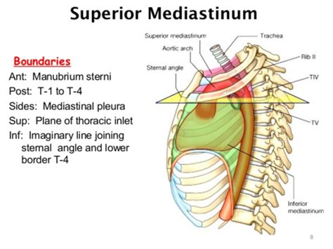 Mediastinum Flashcards | Quizlet