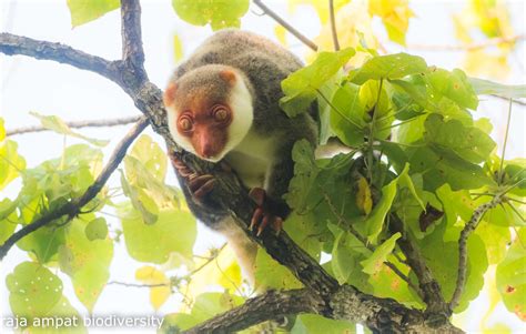 Other wildlife found at Raja Ampat - Raja Ampat Biodiversity Eco Resort