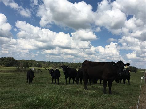 Cattle Nutrition: When Feed Prices are High… Cattle Still Have to Eat ...