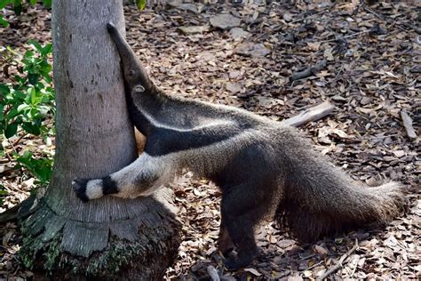 Do Anteaters Eat Every Type of Ant? If Not, Which Types? - NatureNibble