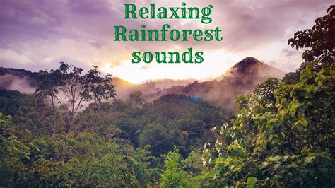 Relaxing Rainforest Sounds - YouTube