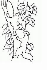 Squirrel Coloring Pages For Kids Printable sketch template