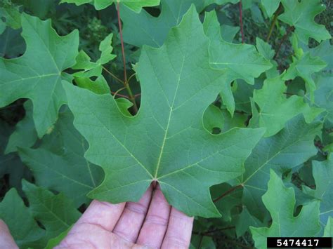 bigleaf maple, Acer macrophyllum (Sapindales: Aceraceae) - 5474417