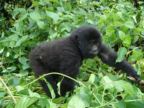 3 Days Rwanda Gorilla Safaris Tour (Volcanoes National Park)