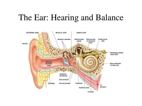 The Ear Hearing And Balance Worksheet