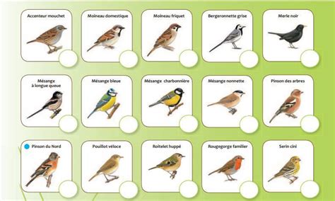 OISEAUX DES JARDINS - LPO Hauts-de-France Délégation Territoriale Nord