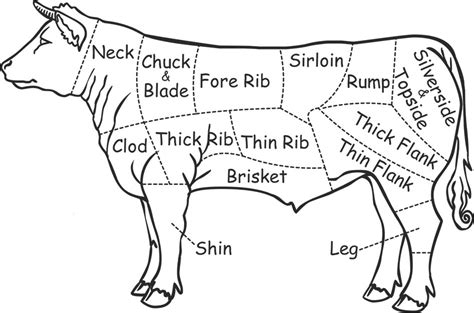 Beef Cow Drawing at GetDrawings | Free download