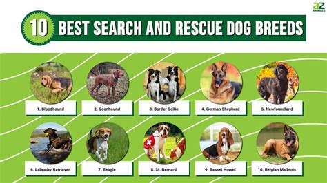 The 10 Best Search And Rescue Dog Breeds - A-Z Animals