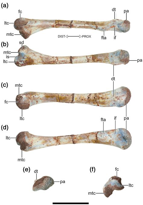 The femora of Drepanosauromorpha (Reptilia: Diapsida): Implications for the functional evolution ...