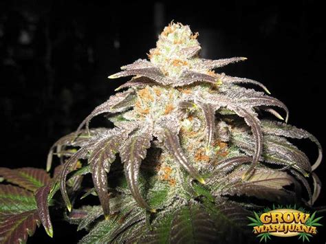 Fire OG Seeds - Strain Review | Grow-Marijuana.com