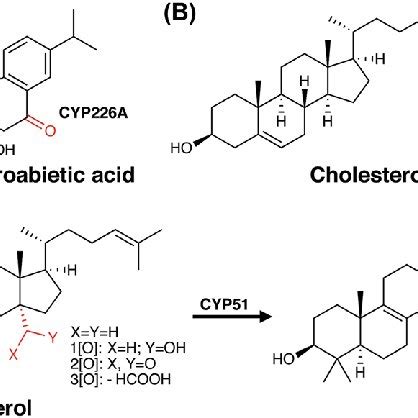 Diterpene and steroid oxidation in bacterial P450 catalysed... | Download Scientific Diagram