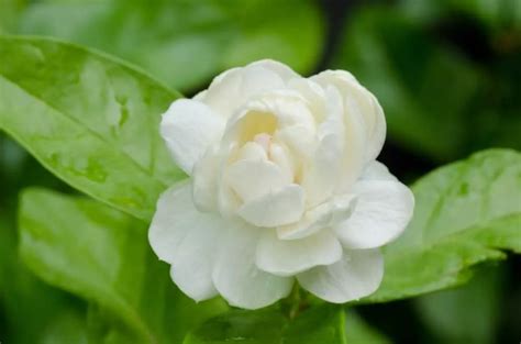 10 Types of Jasmine Flowers - Can You Guess Them All? in 2020 | Jasmine plant, Jasmine flower ...