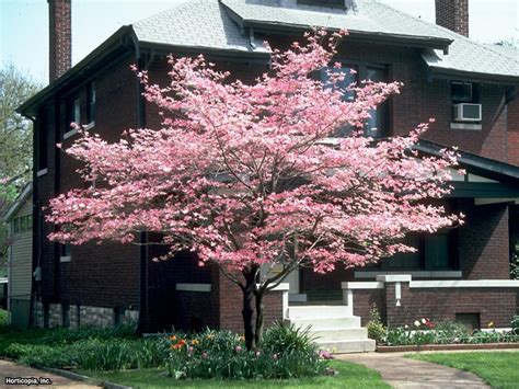 Flowering Dogwood Tree Varieties | HGTV